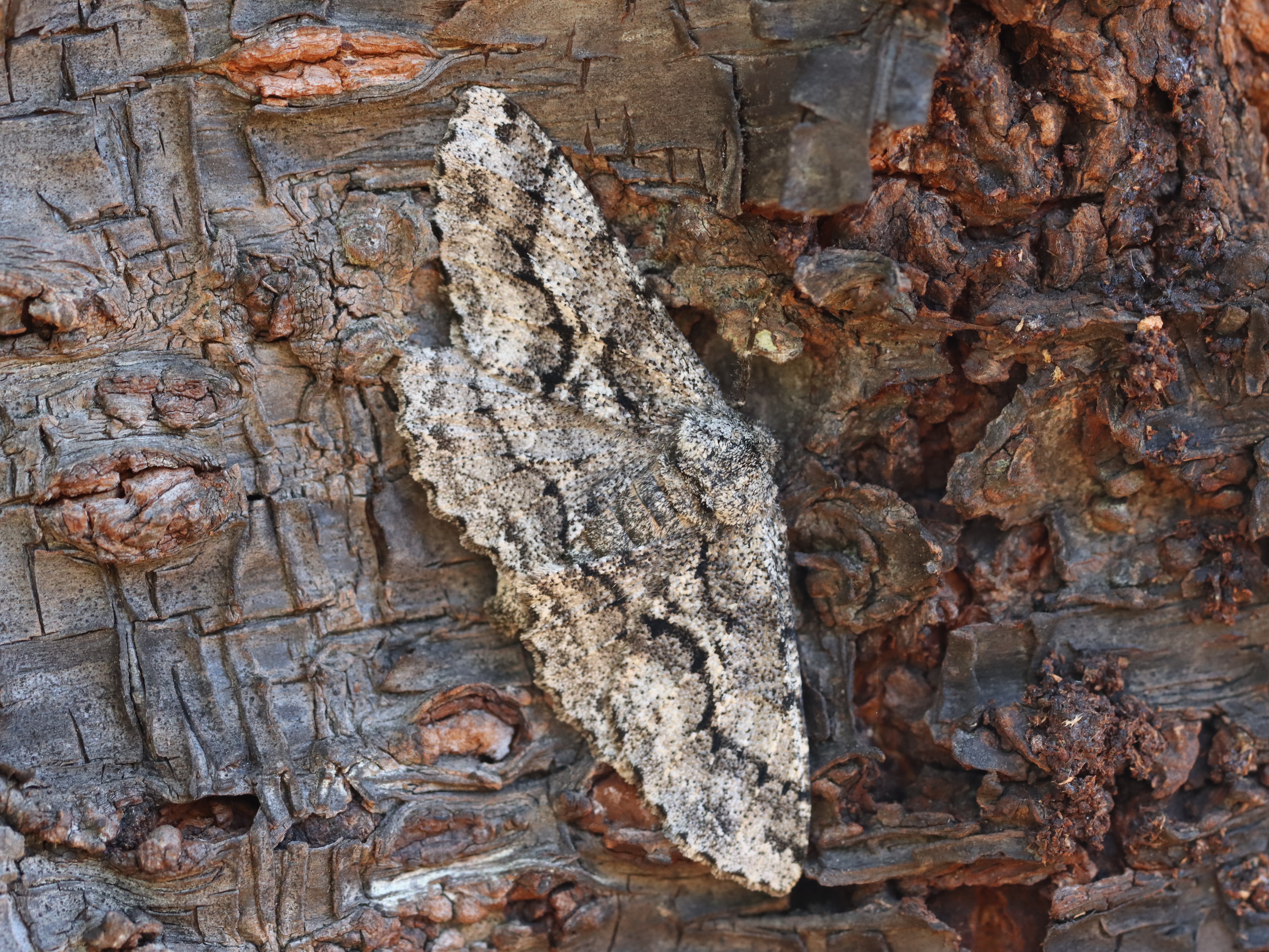 チャエダシャク